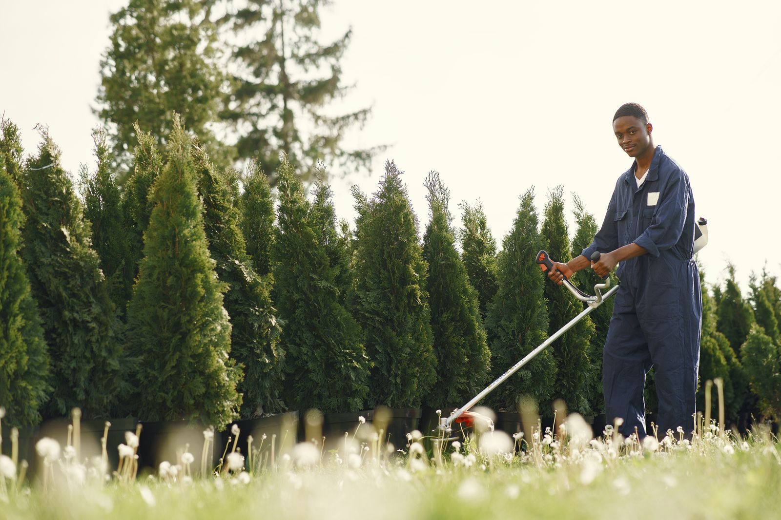 A groundskeeper in coveralls trimming along a row of hedges
